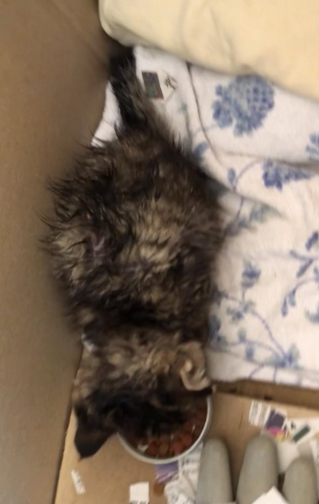 上から見た子猫
