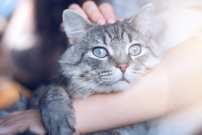 甘えて撫でられる猫