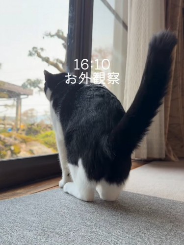 窓から外を見る猫