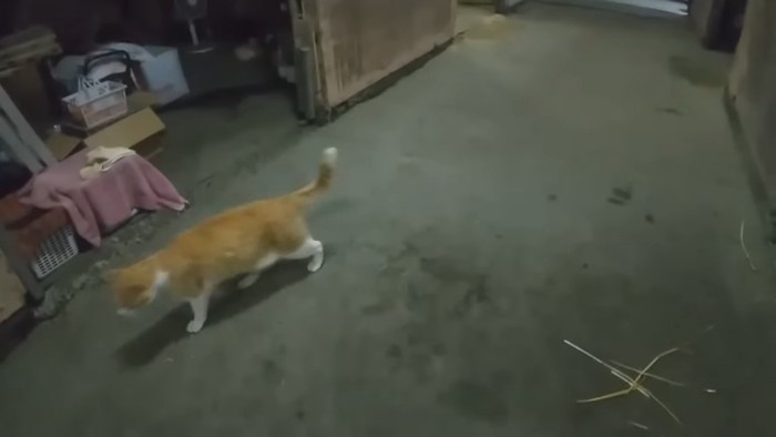 歩く猫