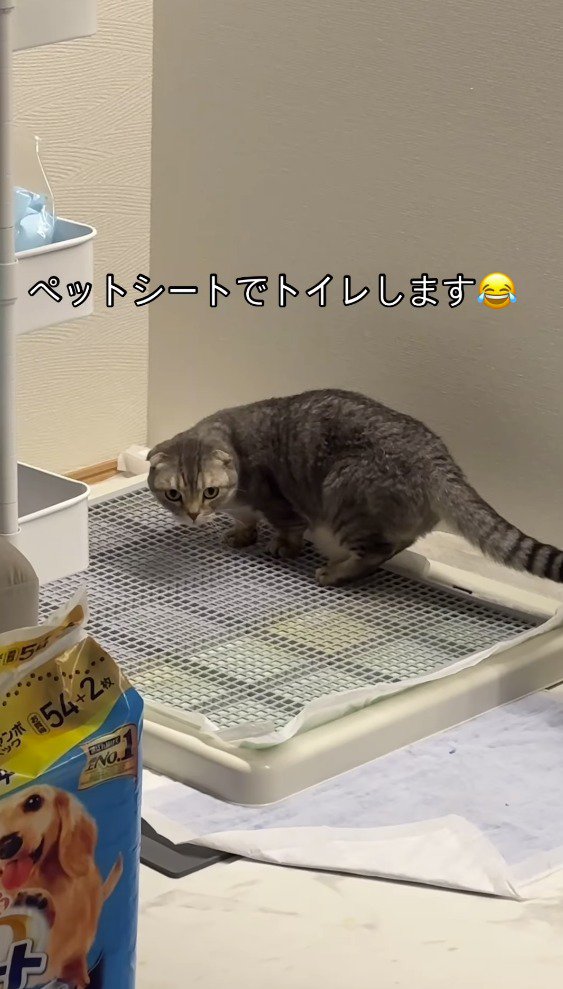 トイレカバーの上に乗って飼い主を見つめる猫