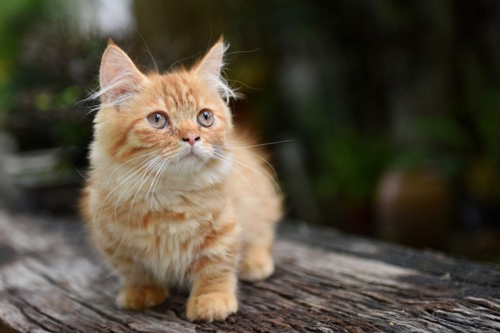 路上で座っているマンチカンの子猫
