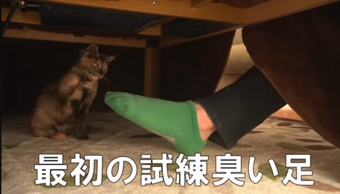 最初の試練の文字と子猫