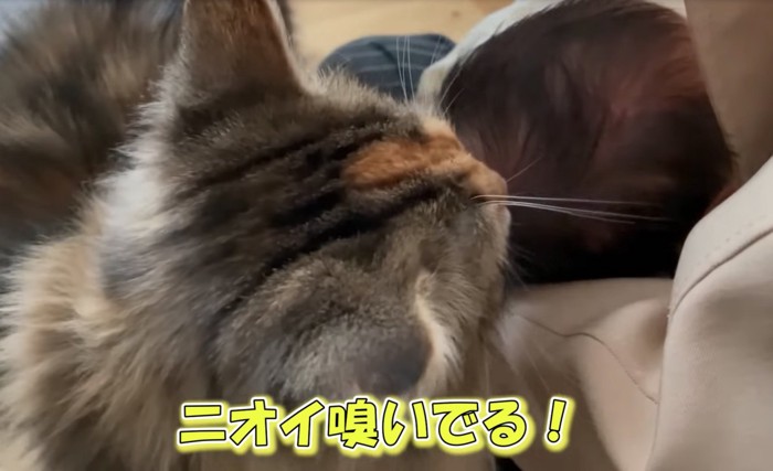 赤ちゃんを嗅ぐ猫