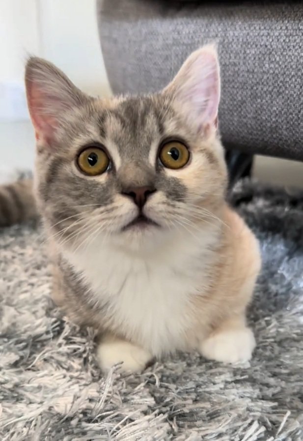 お座りする猫