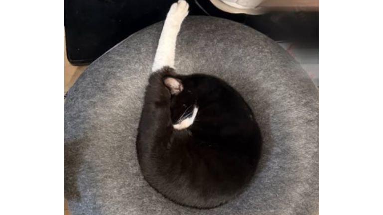 寝ている猫