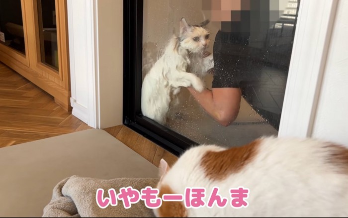 すがる猫