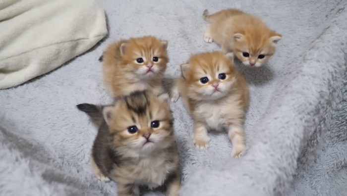 1匹こっちを見ていない様子