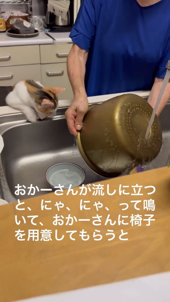 シンクを覗く猫