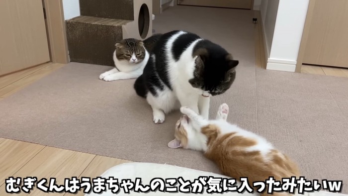 仰向けの子猫