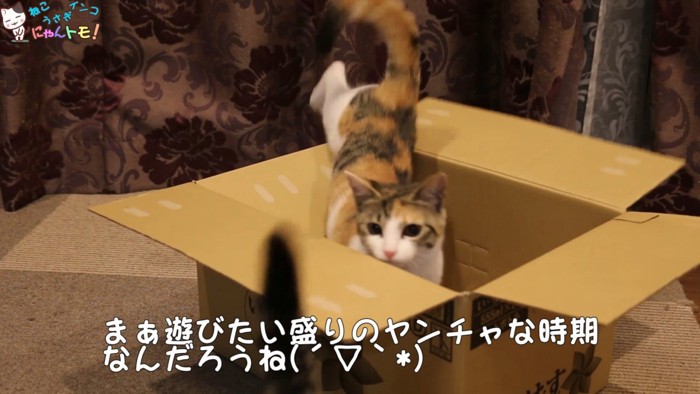 ダンボールに入る子猫