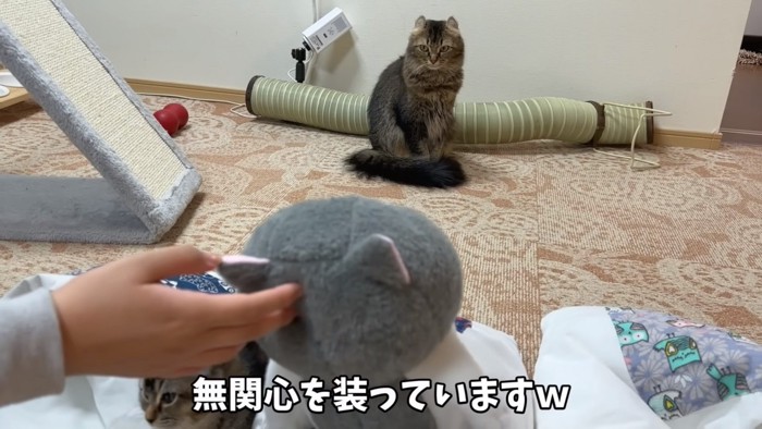 ぬいぐるみを見る猫