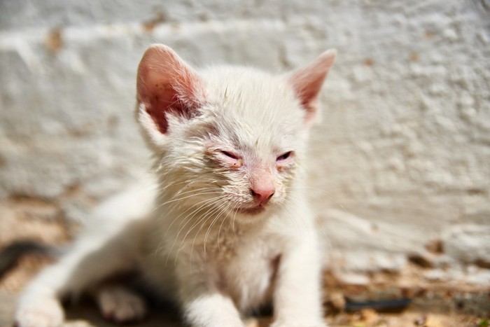 結膜炎の子猫