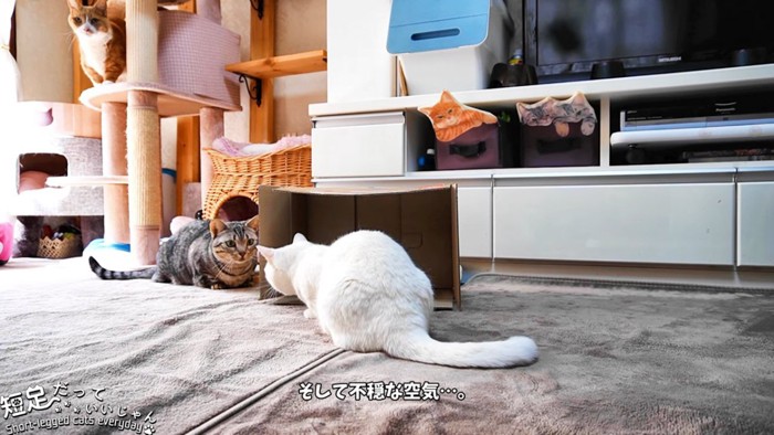 向かい合う白猫と縞模様の猫