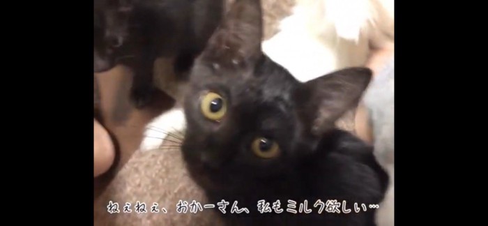 奪われた猫