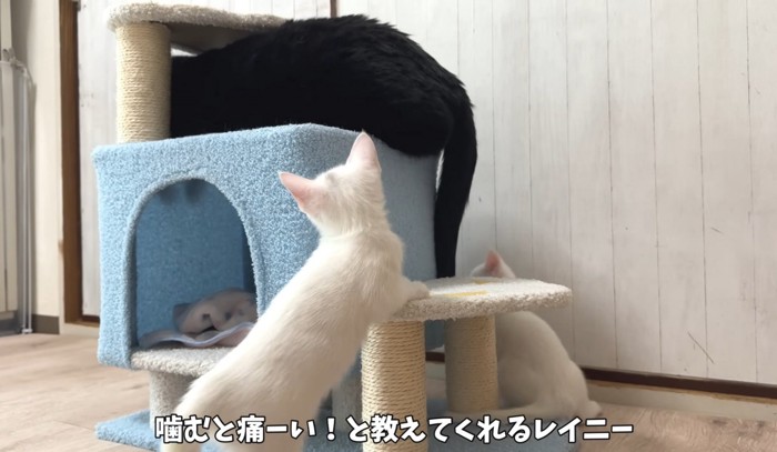 成猫に叱られる子猫