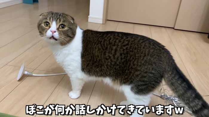 立っている猫