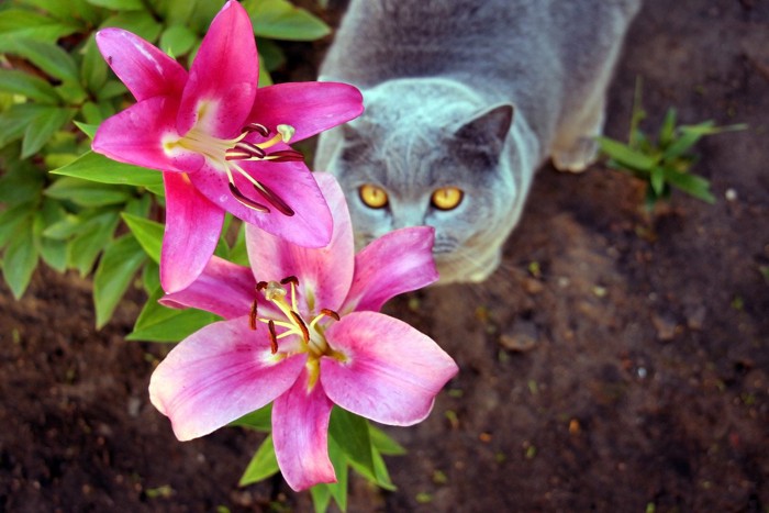 赤いユリを見上げる猫