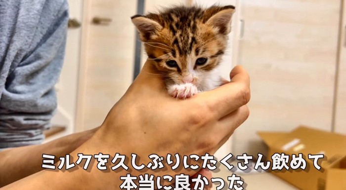 手の中の猫