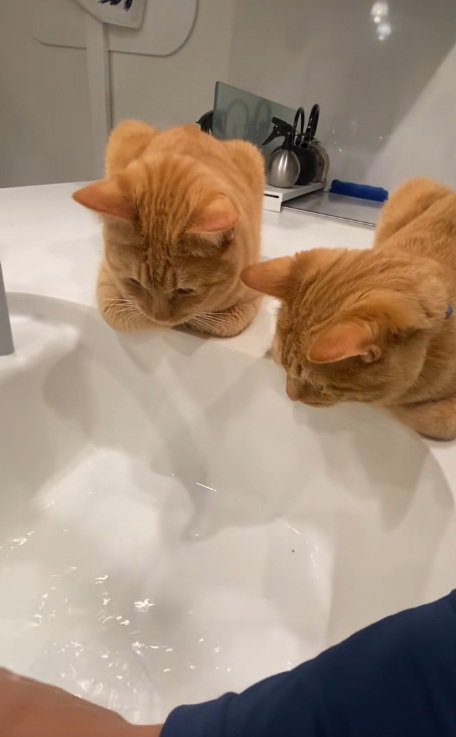 洗い場のそばに香箱座りして洗い物を見る2匹の猫