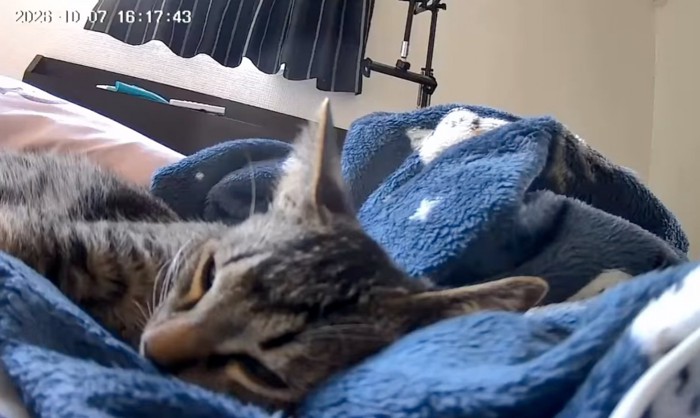 熟睡する猫