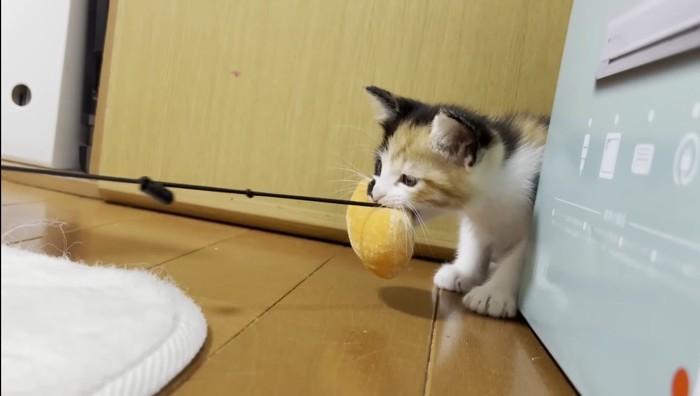 強く咥える三毛ちゃん