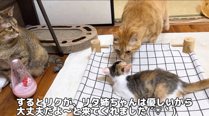 フォローするリクくん