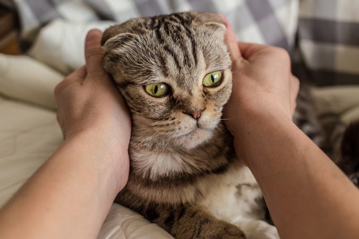 両手で猫を触る