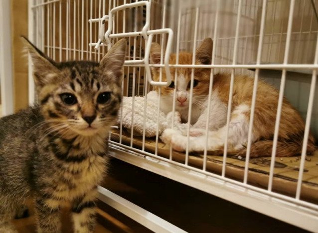 ケージ内に入った子猫