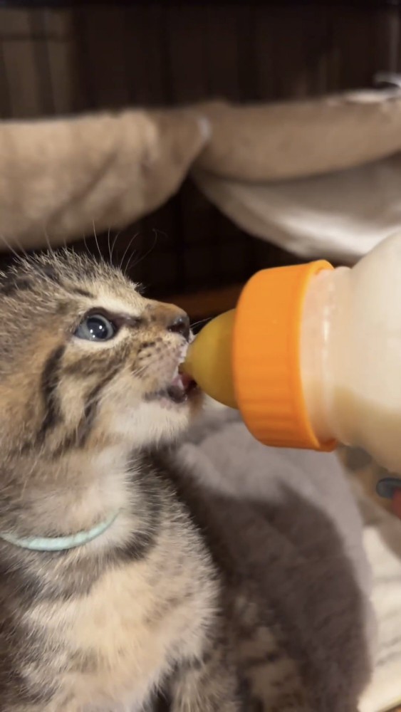 ミルクを飲む子猫