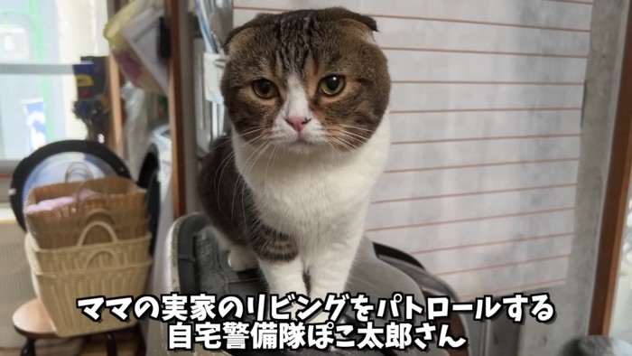 座る折れ耳猫