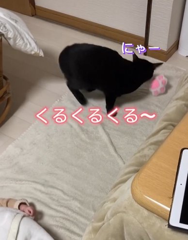 床にあるオモチャをくわえる猫（にゃー）