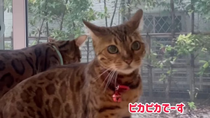 赤い鈴の猫