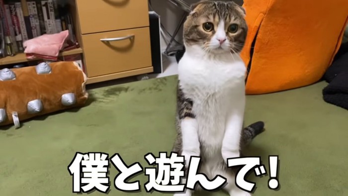 後ろ足で立つ猫