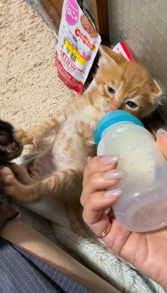 ミルクを飲みながら別の子猫の頭を押さえる子猫