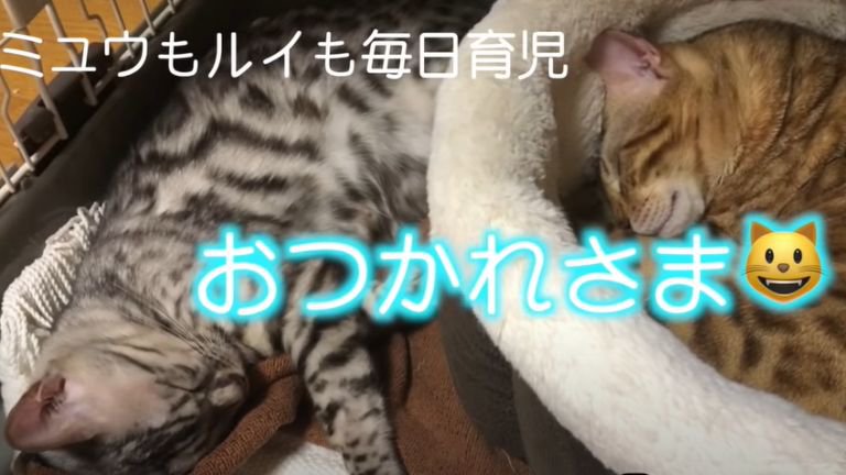 一緒に眠る2匹の猫