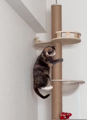キャットタワーを降りる猫