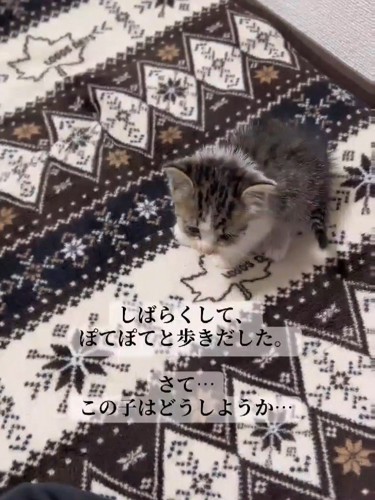 歩く子猫