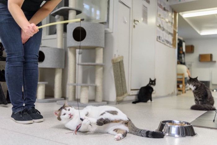 おもちゃで遊ぶ保護施設の猫
