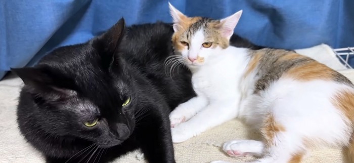 黒猫に寄り添う猫