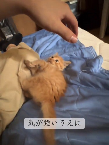 横になって人の手を見る子猫