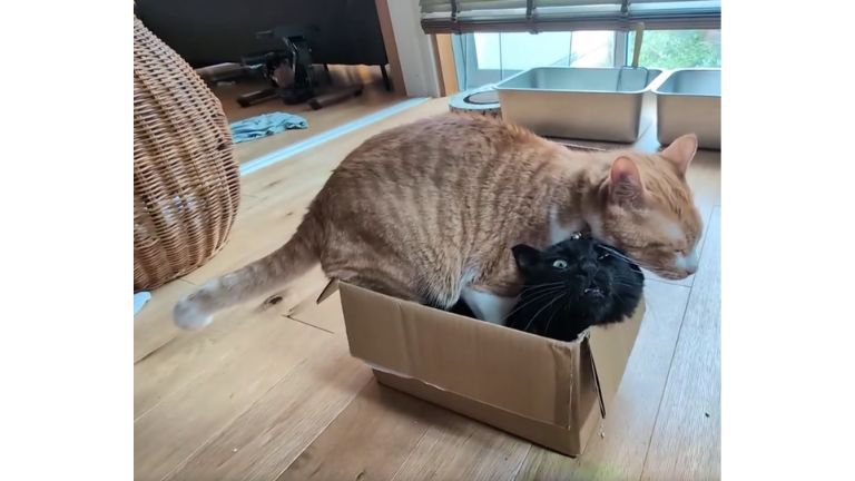 箱に入っている黒猫