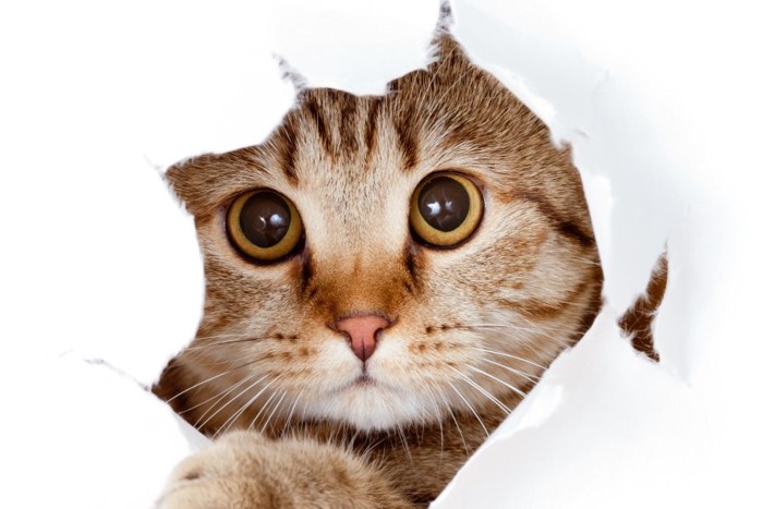 cat looking up in paper side torn hole isolated