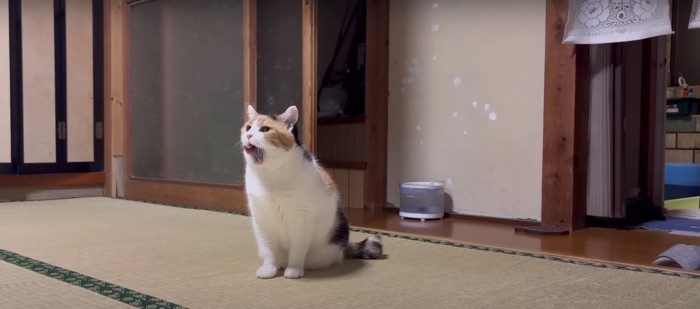 座っている猫