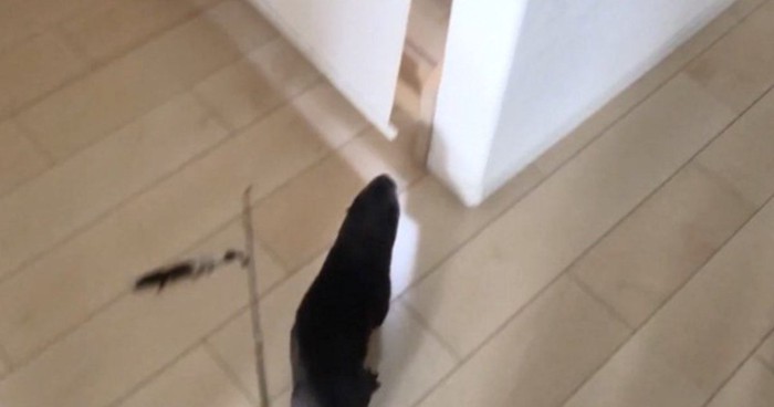 もちくんを追うさくらちゃん