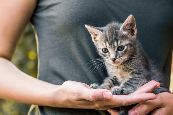 抱っこされる子猫