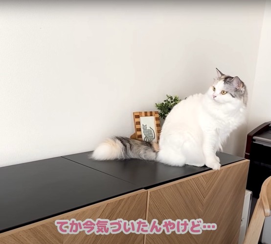 棚の上に座っている猫