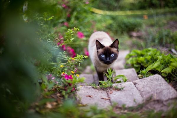 石の階段を登るシャム猫