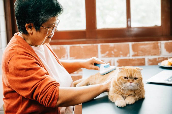 飼い主に毛をとかしてもらう高齢の猫