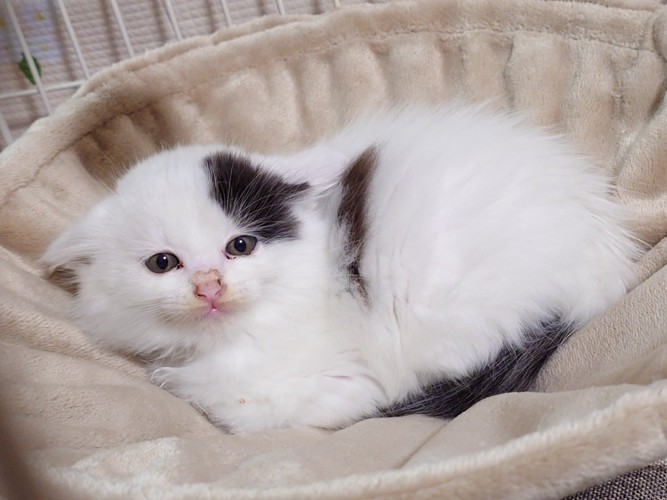 ハンモックの真ん中で丸くなる子猫